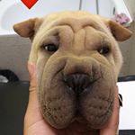 Profile Picture of Reasharpei🐾🐶 (@reasharpei) on Instagram