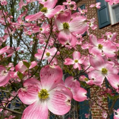 Profile Picture of Mindy Chou (@MJChou) on Twitter