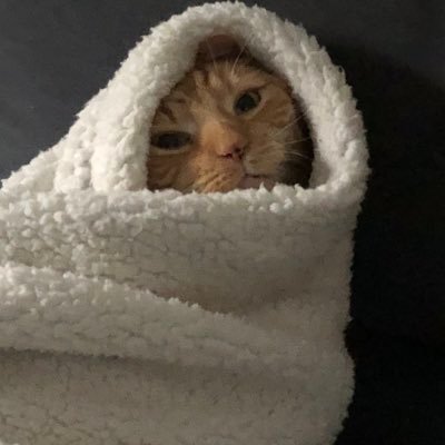 Profile Picture of Max Greenbaum (@greenbaum_max) on Twitter