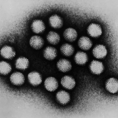 Profile Picture of Javier Sánchez Céspedes (@JSC_bacterio) on Twitter