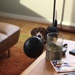 Brady DiSantis - Instagram Profile Picture of Brady DiSantis (@thebeaglebrady) on Instagram