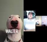 Profile Picture of   Alligator... (@storjavlaalligator) on Tiktok