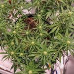 Profile Picture of Jeffrey Labonte (@slobra_grow) on Instagram