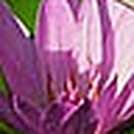 Profile Picture of Crystal Rawson (@cmtzrawson) on Flickr