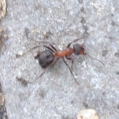 Profile Picture of Ted Dexter-Crow (@crowphonics) on Twitter