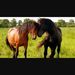 Profile Picture of Danielle Claro (@dclarohorse) on Pinterest
