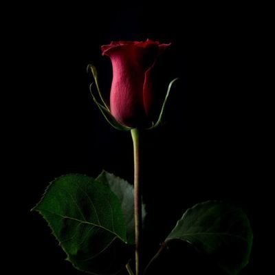 Profile Picture of Kyle  🥀 (@KyleThibodeau11) on Twitter