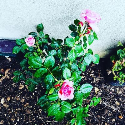 Vikki Louise Cooper - Twitter Profile Picture of Vikki Louise Cooper (@Jacobsmummyvik) on Twitter