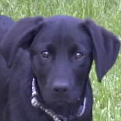 Profile Picture of James Kisner (@critterscorner) on Twitter