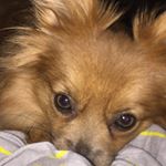 Profile Picture of Roscoe Wade (@roscoe_wade) on Instagram