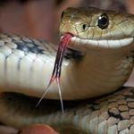 Profile Picture of Saulo Alvarado (@sauloalvarad) on Instagram