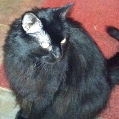 Profile Picture of Lori McGee (@lorimcgee1011) on Twitter