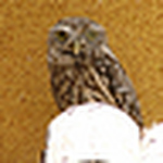 Profile Picture of David Sneddon (@snedders1) on Flickr