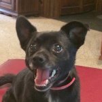 Profile Picture of Roscoe Maximillion (@roscoedapup) on Instagram