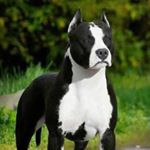 Profile Picture of Thomas Beutelspacher (@tomjo14) on Instagram