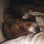 Profile Picture of dixie chicken n jimbo fisher (@dixie.and.jimbo) on Instagram