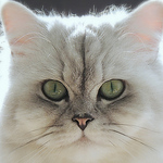 Profile Picture of Sabine (@sabrina. g very busy!) on Flickr