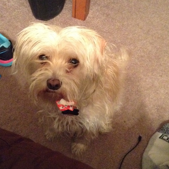 Profile Picture of Sabryna Fierro (@brynab) on Poshmark