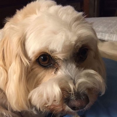 Profile Picture of Steve Mears (@mearsontap) on Twitter