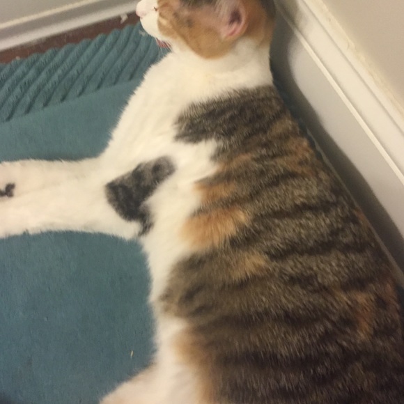 Profile Picture of Devoe No (@devoe6) on Poshmark