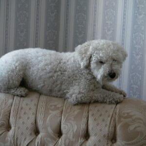 Profile Picture of Anne Corbin (@anneevette) on Twitter