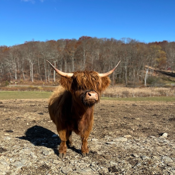 Profile Picture of Alexis Germer (@alexisfleming31) on Poshmark