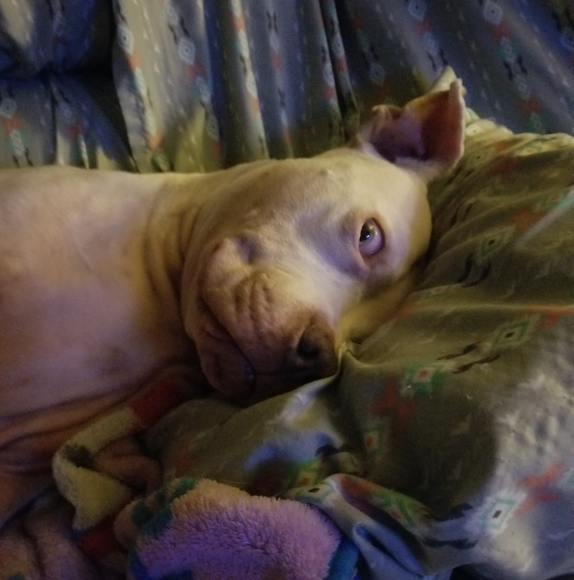 Profile Picture of David Zinn (@dkzlvscjz) on Poshmark