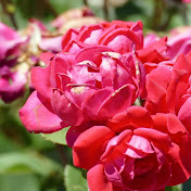 Profile Picture of Rachel Schultz (@rachgirl96) on Youtube