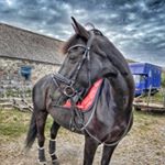 Profile Picture of Olivia Marshall (@oliviamarshall.dressage) on Instagram