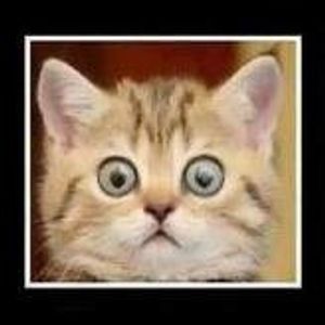 Profile Picture of Bojan Savic (@bojan.savic.566) on Myspace