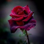 Profile Picture of jason kromer (@jason_kromer) on Instagram