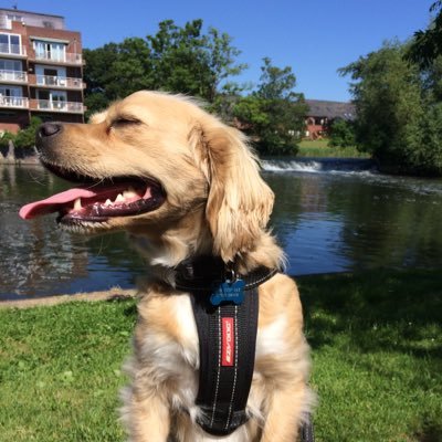 Profile Picture of Chris Alder (@csa1956) on Twitter