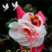 Profile Picture of Deepa Vijay (@deepa.vijay.73157) on Facebook