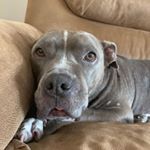 Profile Picture of Bruce (@brucethelazy) on Instagram