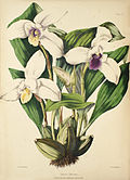 Profile Picture of Lycaste skinnerion Wikipedia