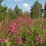 Profile Picture of Phedra (@phedrarosedewk) on Instagram