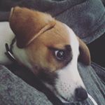 Profile Picture of Tony, 7 Months 🐶 (@tonyserafin_) on Instagram