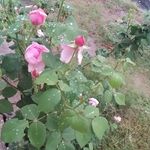 Profile Picture of Asmaa Aljanabi (@asmaa.razaq) on Instagram