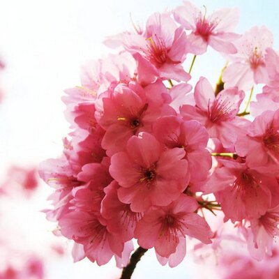 Profile Picture of Beverly Wagner (@blwcjc) on Twitter