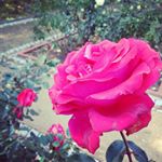 Profile Picture of ジャスミン (@jasmine.wanderer) on Instagram