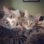 Profile Picture of Chloe and Claire Grimm (@kitty_sisters_grimm) on Instagram