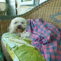 Profile Picture of Mippy Goodfellow (@mippygoodfel) on Pinterest