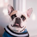 Profile Picture of Jackson the Therapy Frenchie (@jacksontherapyfrenchie) on Instagram