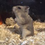 Profile Picture of Stitch , ( Jacob’s Pet Lion ) (@stitchthahamster) on Instagram