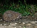 Profile Picture of Bare-bellied hedgehogon Wikipedia