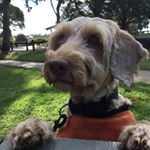 Profile Picture of Carole Roberts (@doodle_round_oz) on Instagram