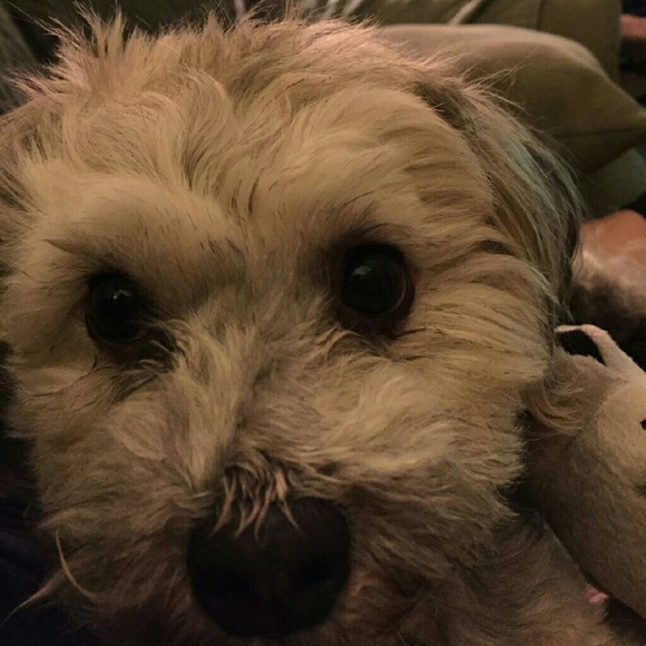 Profile Picture of Anthony Dimichele (@dimant89) on Poshmark