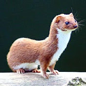 Profile Picture of Wilson KO (@wilsonko188) on Youtube