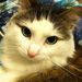 Profile Picture of Tina Asasouk (@nyravanh) on Pinterest