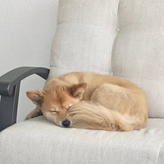 Profile Picture of Joshua Goldberger (@j_golden_touch) on Instagram